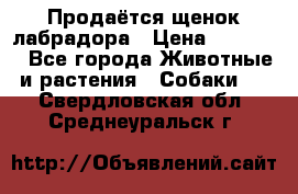 Продаётся щенок лабрадора › Цена ­ 30 000 - Все города Животные и растения » Собаки   . Свердловская обл.,Среднеуральск г.